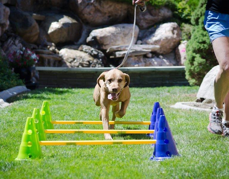 Canine Gym Hond Agility Kit
