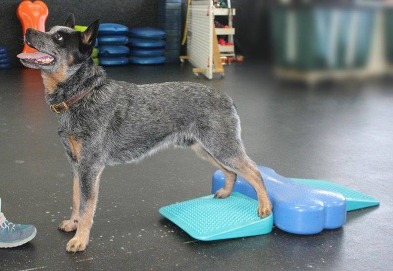 FitPAWS Dog Balance Ramp