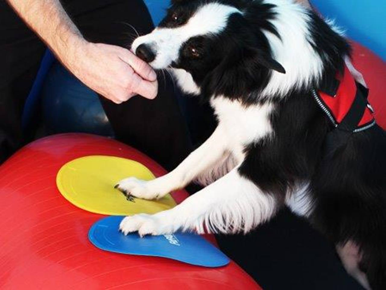 FitPAWS Targets (4 Targets)