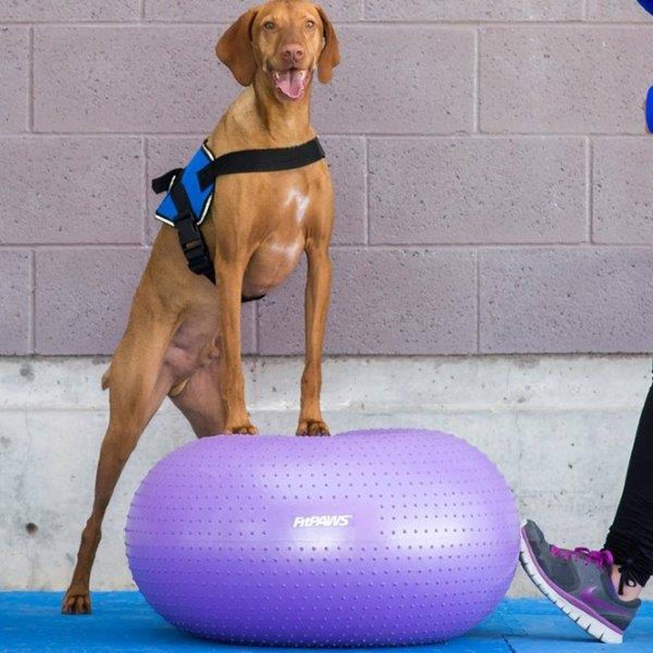 FitPaws Trax Donut Purple 55 cm