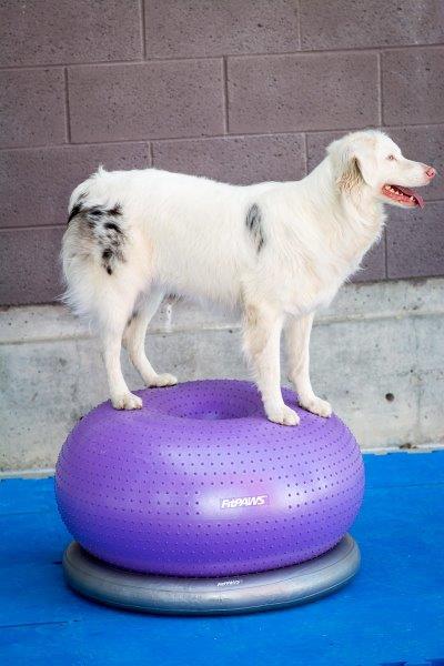 FitPaws Trax Donut Purple 55 cm