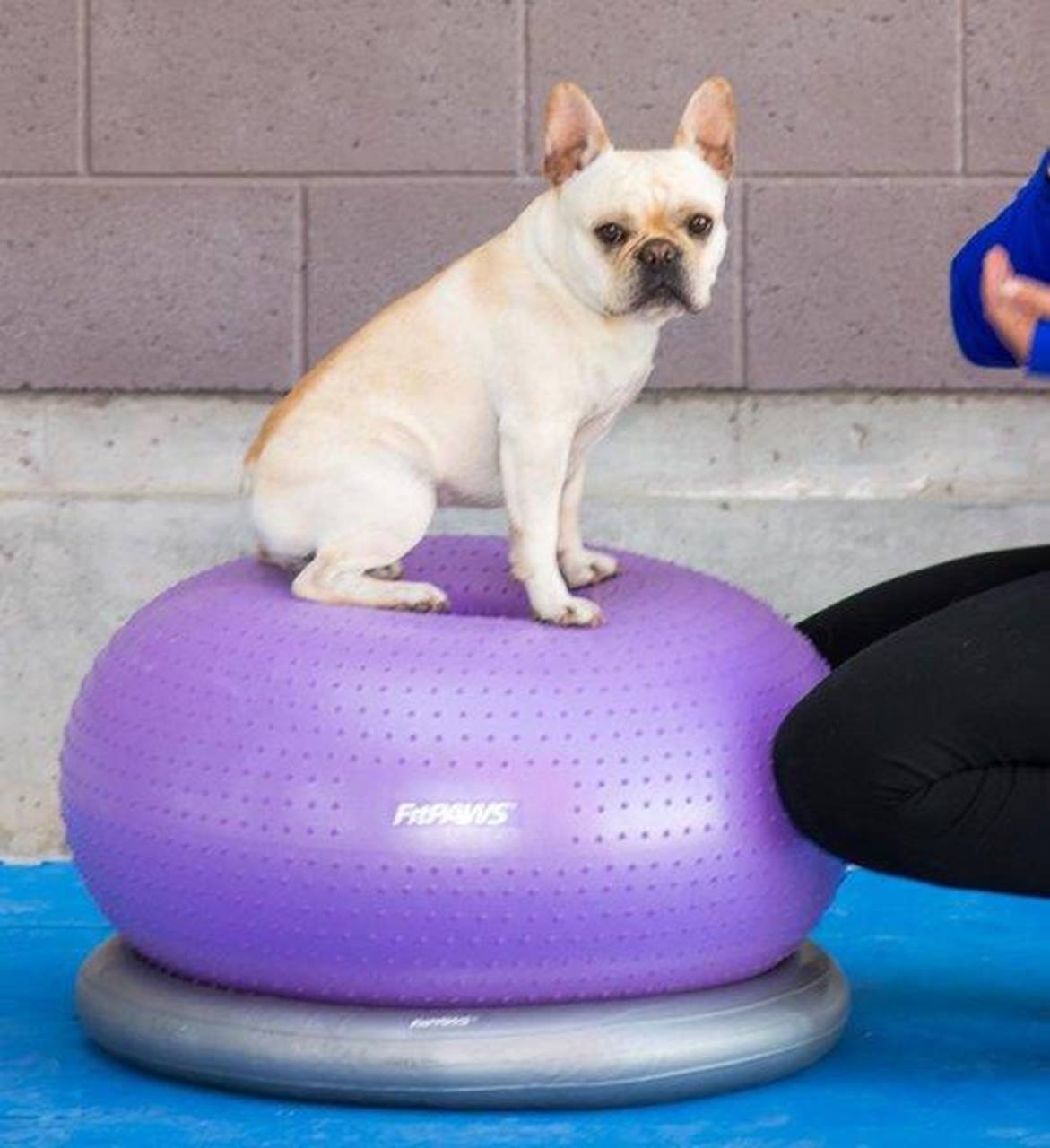 FitPaws Trax Donut Purple 55 cm