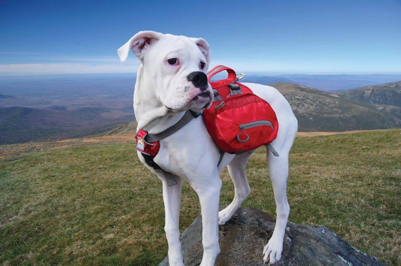 Kurgo Baxter Backpack, Barn Red
