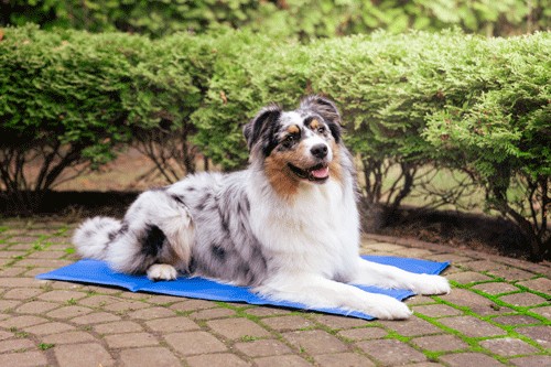 Quapas! Honden Koelmat