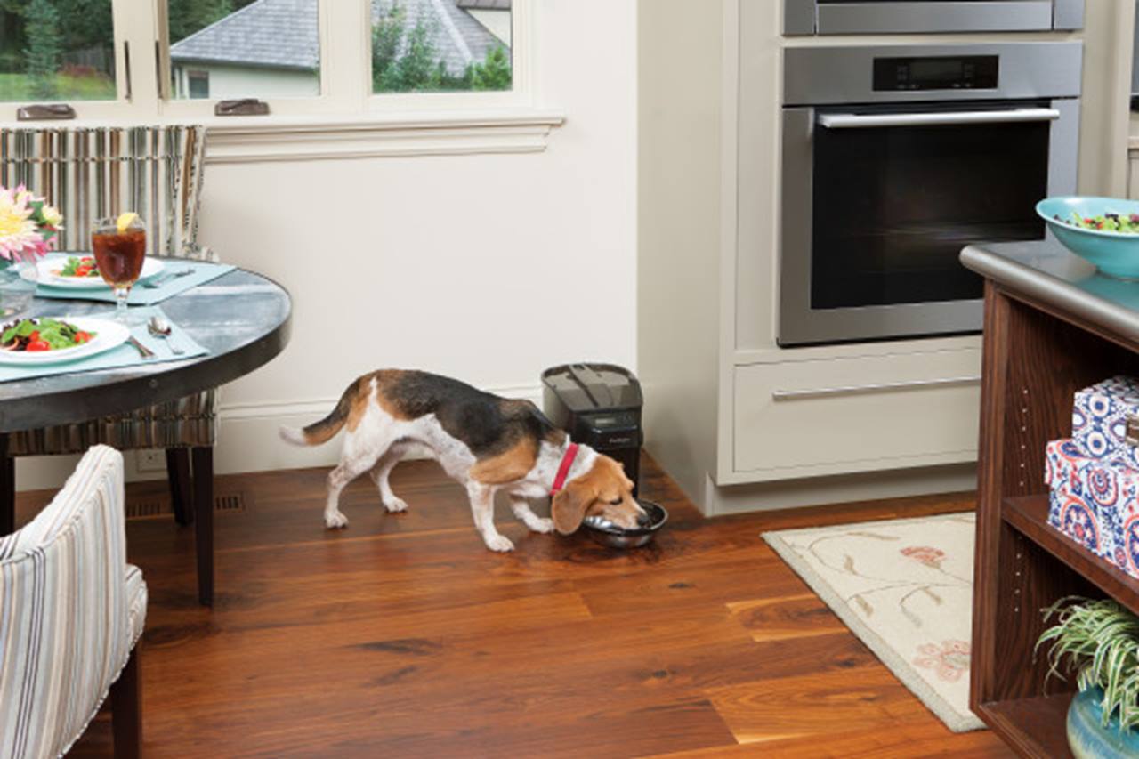 PetSafe® Healthy Pet Simply Feed™ Programmable Digital Pet Feeder