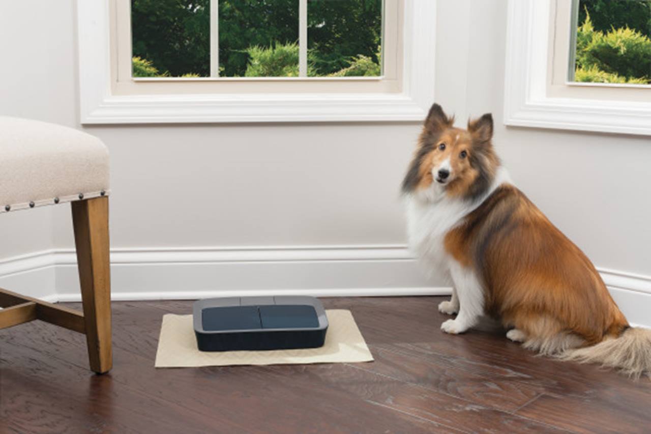 PetSafe® Digital Two Meal Pet Feeder