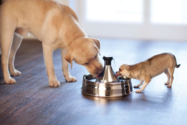 PetSafe® Drinkwell® 360 Stainless Steel Pet Fountain, EU