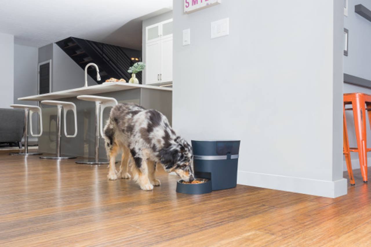 PetSafe® Smart Feed Automatic Pet Feeder