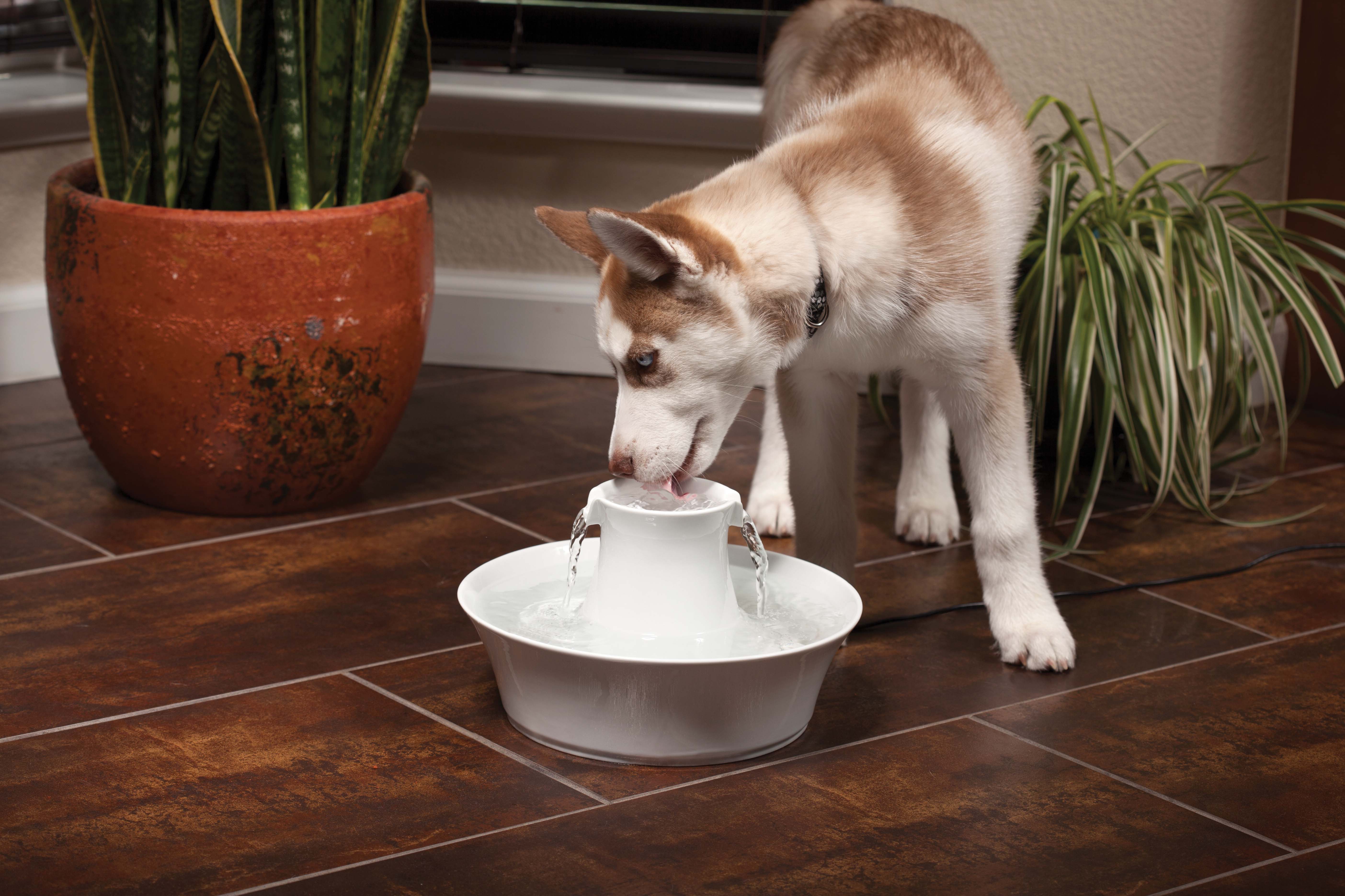 PetSafe® Drinkwell® Ceramic Avalon Pet Fountain