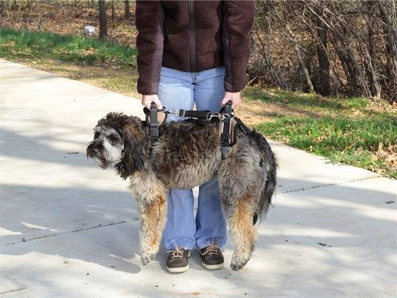PetSafe® CareLift™ Full Body Support Harness