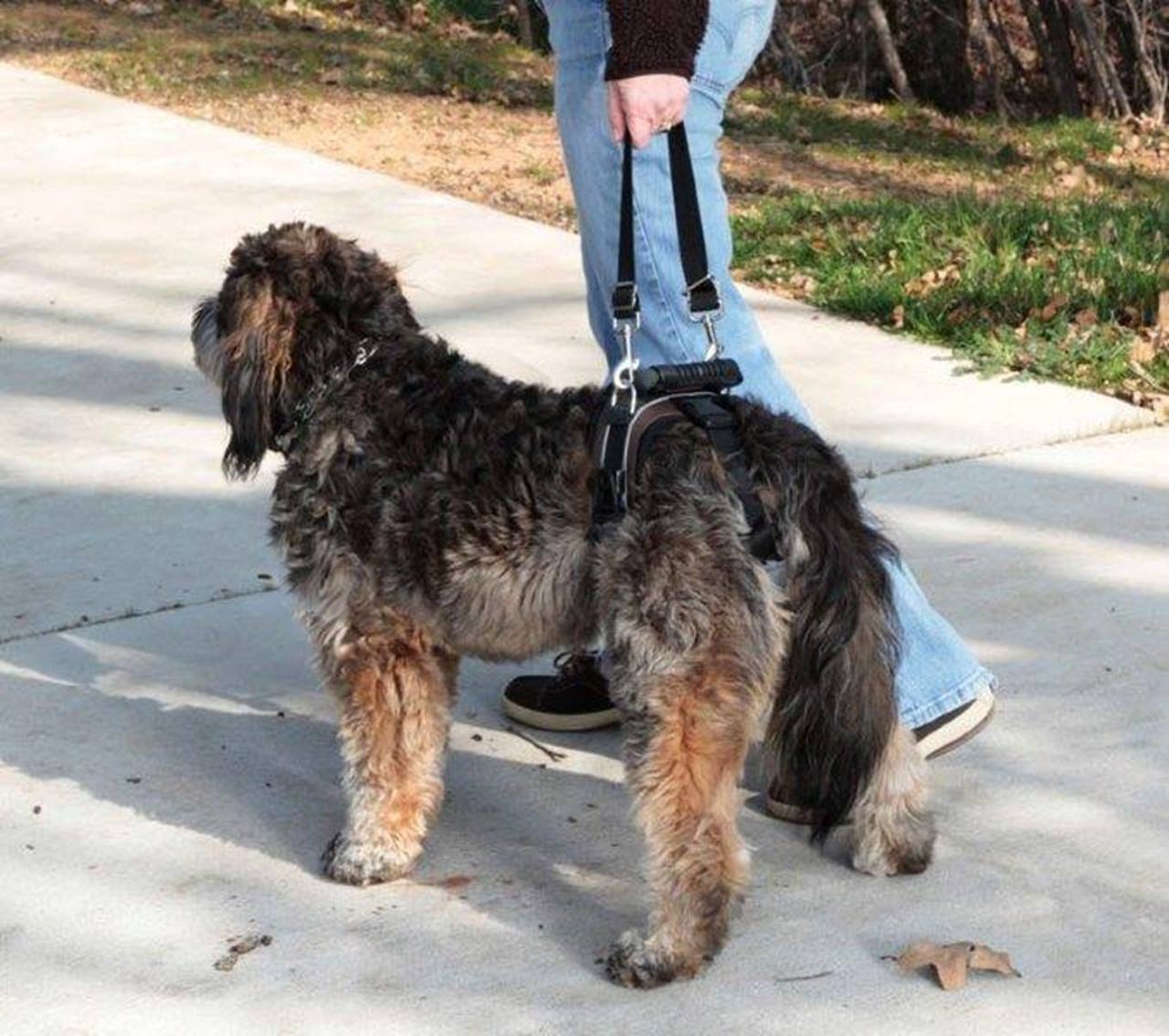 PetSafe® CareLift™ Rear Support Dog Harness