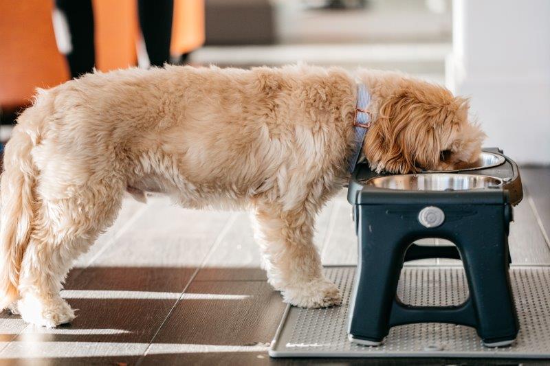 Tiernapf Grippmat, M, Hellgrau