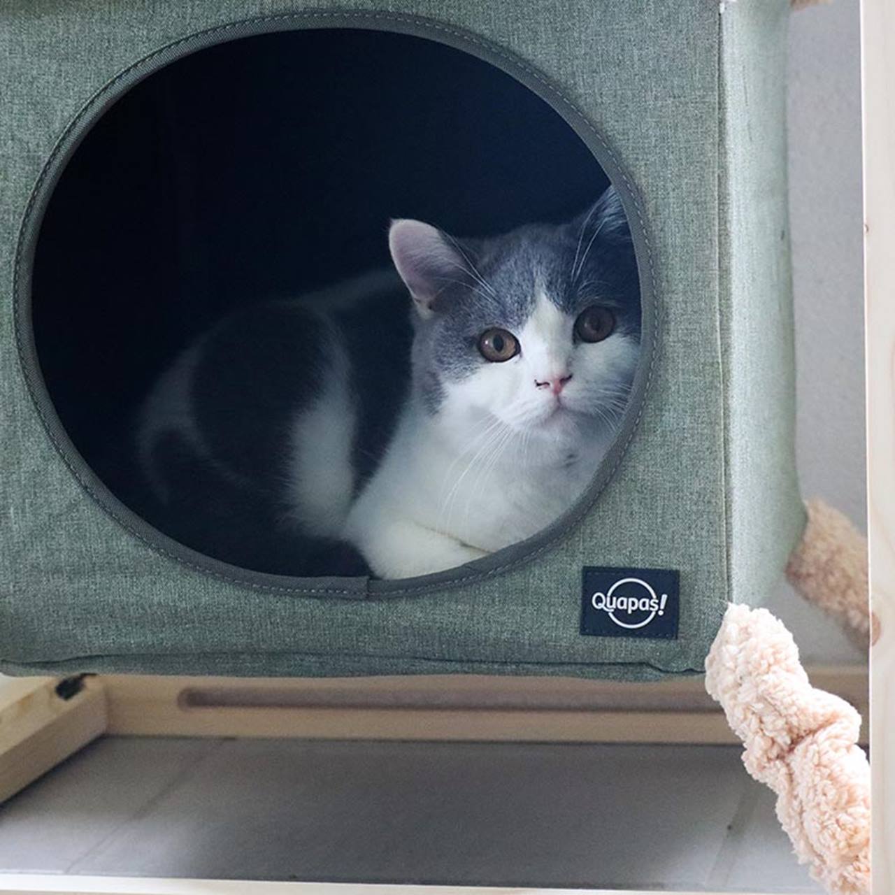 Quapas! Katzenwürfel mit Hängematte Grün