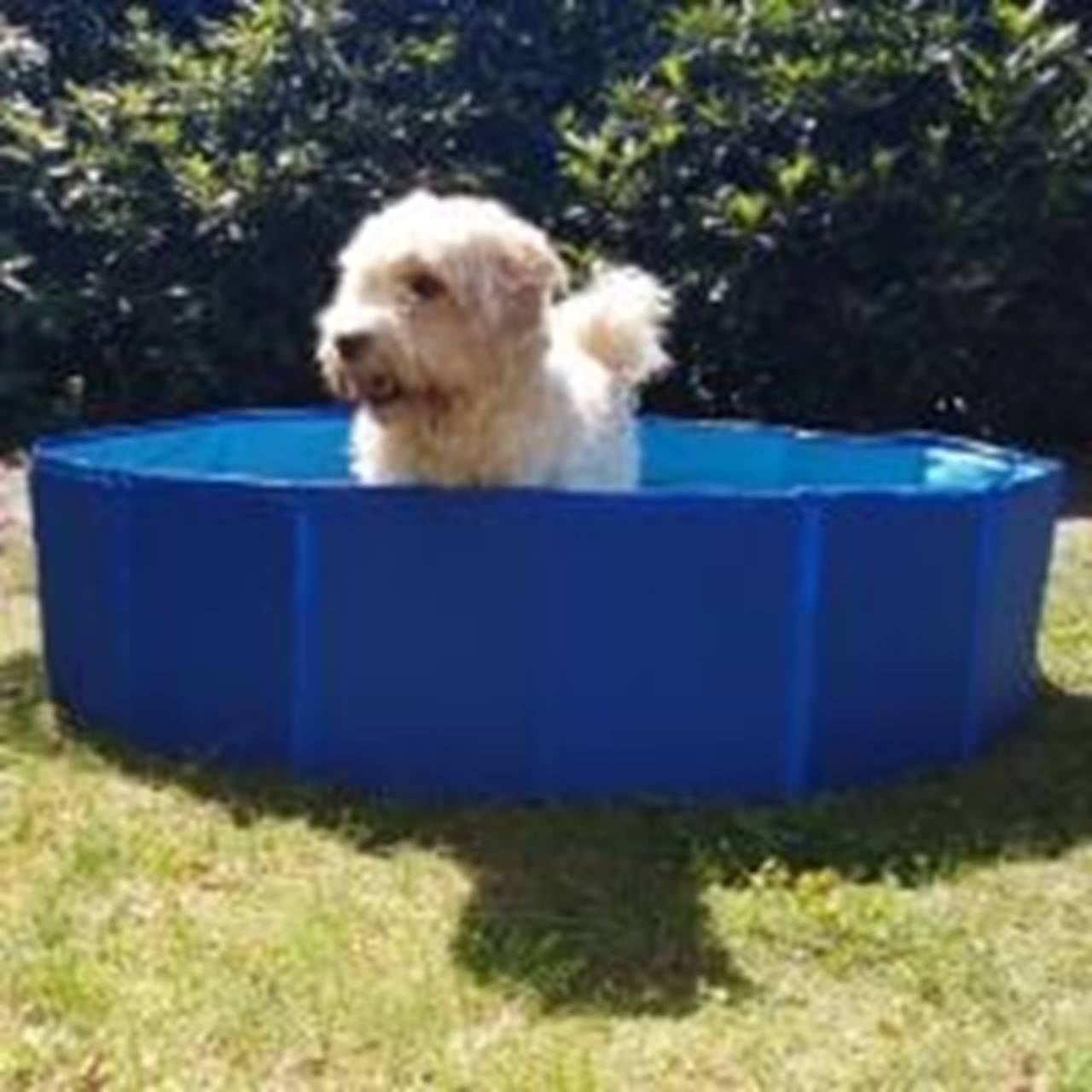 Dog pool